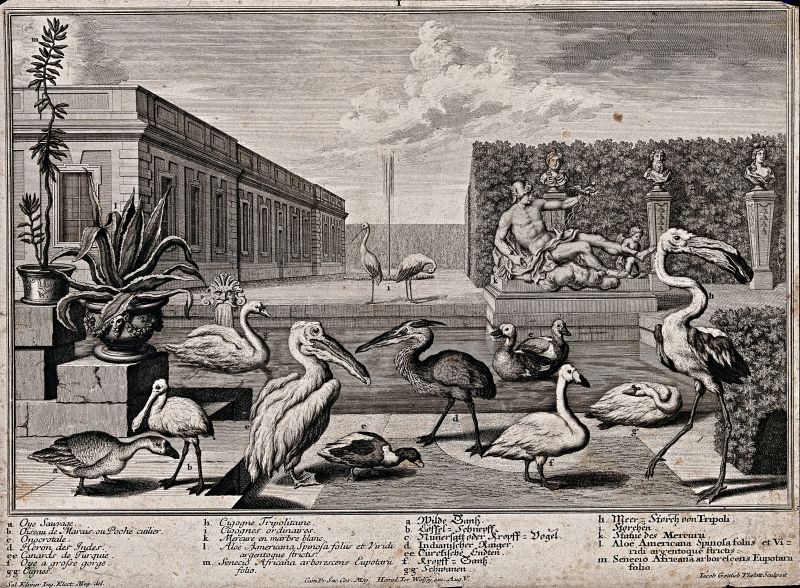 The amazement and interest in flamingos – comparable to the tapestry above – and other exotic birds are visible in several contemporary artworks. This etching with engraving, by Salomon Kleiner (1700-1761) and Jacob Gottlieb Thelott (1708-1760), depicting a garden pond with nine large exotic birds, probably from the Versailles menageries, is a good example. In particular, with that thought in mind, the ‘Les Port de Mer’ tapestries were regarded as having been influenced by the exotic animals kept in this Royal menagerie founded in 1663. (Courtesy: Wellcome Library no. 26641i. Originally included in an undated, 18th-century publication printed in Augsburg). 