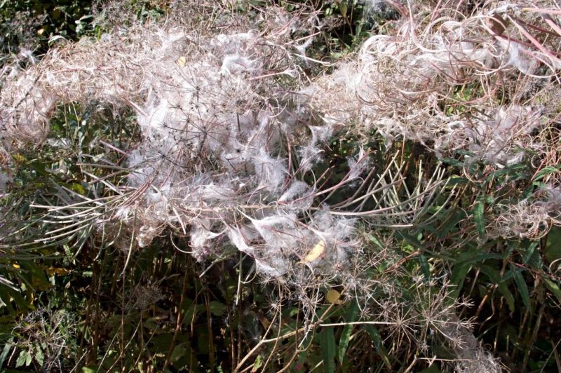 In this context, Gustav Westbeck is referred to by Linnaeus as Herr (Mr) Prob. Westbeck in Flora Oeconomica was another contemporary writer who, in two publications of  1744 and 1745, showed an interest in finding materials to replace cotton as wadding for clothes and stuffing for pads. One such was the cotton-like seed formations of the same willow herb (Epilobium augustifolium) which was described as follows: ‘Making wadding and stuffing from this wool is somewhat costly and the wool itself too refined and beautiful: nevertheless a small trial had been made here and found that it is equally as good as the best silk wadding… The Wool is problematic to the card using common Carding-combs for cotton; for as it is so much finer than other wool, so it requires that much finer carding-combs which one has not yet been able to obtain: but if  one mixes in a little foreign Cotton, it allows itself  to be well carded and spun…’ That is to say, the same “wool” described by Sven Ljungqvist as Epilobium Wool (see previous caption). It is doubtful, though, to what extent poor people found themselves having to use such stuffing material; the fluffy cotton-like material was certainly soft, but many hours of collecting yielded a minimal result. (Rosebay Willowherb (Epilobium angustifolium) in early September, Småland, Sweden). Photo: The IK Foundation.