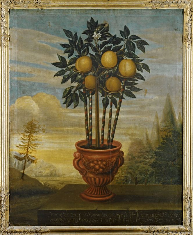 One such example from a Swedish perspective is clearly visualised on the top oil on canvas,’Orange tree in an urn’, by the painter David von Cöln in 1733. This is demonstrated in the form of a luxurious exotic fruit-bearing plant, where each fruit had its own decorative, protective wooden stand, oranges which had the potential to be served to specially selected and distinguished guests of the wealthy household… 
