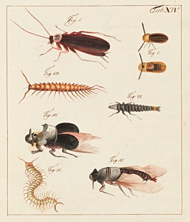 This truthful illustration in Carl Johan Gethe’s journal, originating from his stopover with a Swedish East India Company ship in Canton, shows a selection of troublesome insects from both a practical and a healthy perspective. (Courtesy: Kungliga Biblioteket… Carl Johan Gethe’s journal. Plate XIV/p. 142). 