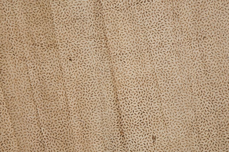 Two such original block-prints on Kozu fibres (Broussonetia papyrifera [syn.] Morus papyrifera) used for clothing, etc., were evidently brought back to Europe by Thunberg from his sojourn in Japan in the years 1775-1776, and are now preserved at the Museum of Ethnography in Stockholm. This illustrated paper cloth is one of these papers. (Collection: Etnografiska museet, Stockholm…no. 1874.01.0062). Photo: The IK Foundation, London. 