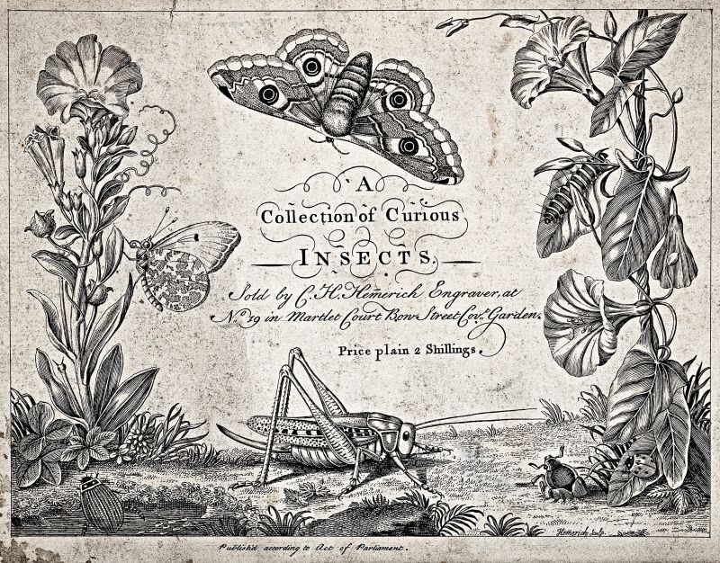 Engravings of insects and plants were sold for use as frontispieces in forthcoming natural history publications and, probably, as beautiful or educational framed prints for the interested general public. This trade card, dating 1759, is a rare example of the practice, sold for ‘2 Shillings’ via the engraver C.H. Hemerich, located at ‘No 19 in Martlet Court, Bow Street, Covent Garden.’ Furthermore, he was contemporary with several individuals in the Linnaean network who either lived in London, stayed in the city for extended periods, or made brief visits around this time. Maybe some of them had knowledge of this engraver’s shop! Overall, interest in suitable or accurate natural history illustrations was high during this era of categorisation, and the trading of such illustrations provides additional evidence that popular prints were often reused and multiplied for whatever purpose or wish the buyer had. (Courtesy: Wellcome Images, Public Domain).