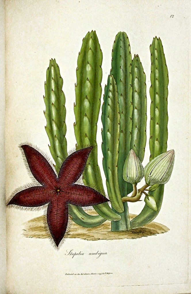 The botanist Francis Masson (1741-1805) was a contemporary who met both Carl Peter Thunberg and Anders Sparrman (1748-1820) in the Cape province in 1773 [named Mason in their journals]. Furthermore, Masson travelled on the outward leg to the Cape with James Cook’s second voyage, worked at Kew Garden and was sent out by Joseph Banks et al. to collect plants for other distant places – and therefore had several connections to the Linnaean network. (From: Francis Masson’s 1796 publication, Stapeliae Novae, on the South African succulents, here illustrated with the Stapelia ambigua. Wikimedia Commons).