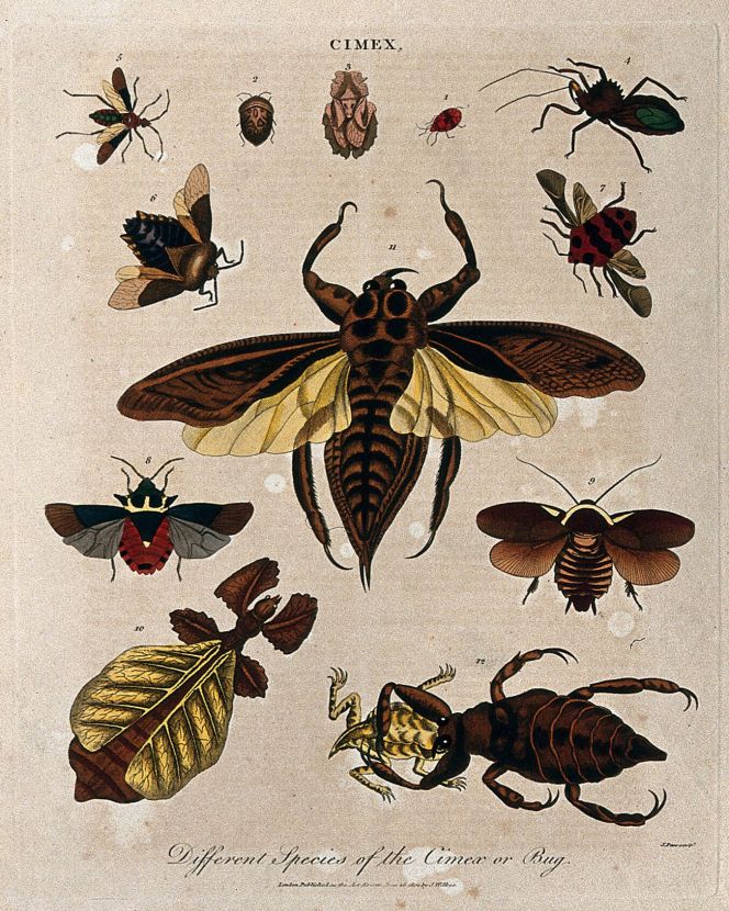 Another instance referencing the naturalist Anders Sparrman is this illustration, published in London in 1801 by J. Wilkes. It depicts various species of cimex, including number ’10. Cimex paradoxus, the leaf-insect described above, from Dr Sparrman’ in 1777. (Courtesy: Wellcome Collection 578678i. Coloured etching by J. Pass in 1801).