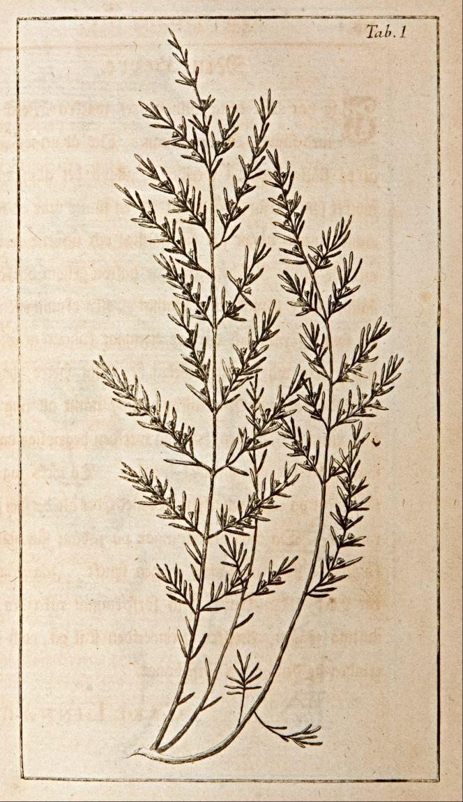 Pehr Osbeck made one further observation about the connection between cloths and smell regarding the moth-resistant plant Bæckea frutescens. It was not only described in the journal, but also shown in an illustration, enclosed in both the Swedish edition of 1757 and an English edition, printed in 1771. From his journal on 27 September in 1751 it was recorded that: ’Bæckea frutescens [Tab. i.] is a little shrub, which grows above a quarter of a yard high, looks like Mugwort, and smells agreeably. On my return I put some of it into my box, which preserved my cloths from tinias, or moths. The Chinese call it Tiongma. This was the first time that it was carried to Europe. It is described in Linn. Species Plantarum: its flowers are small, white, and smell somewhat like primroses.’ (Botanical plate, from: Osbeck…1757). 