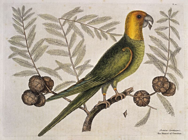 ‘Parrot of Carolina on Cypress tree’ shows Mark Catesby’s attention to detail, included in the first volume of The Natural History of Carolina, Florida and the Bahama Islands… printed in 1731. The preface of his volume also describes his arrival at Charles Town in 1722, his tools, expanding collections, and how he was assisted by Indigenous people: ‘In these Excursions I employ’d an Indian to carry my Box, in which, besides Paper and Materials for painting, I put dry’d Specimens of Plants, Seeds, &c. – as I gather’d them. To the Hospitality and Assistance of these Friendly Indians, I am much indebted…’ | Plate 11 from Catesby, Mark, The natural history of Carolina, Florida and the Bahama Islands…1731. (Wellcome Images, London no: L0035347).