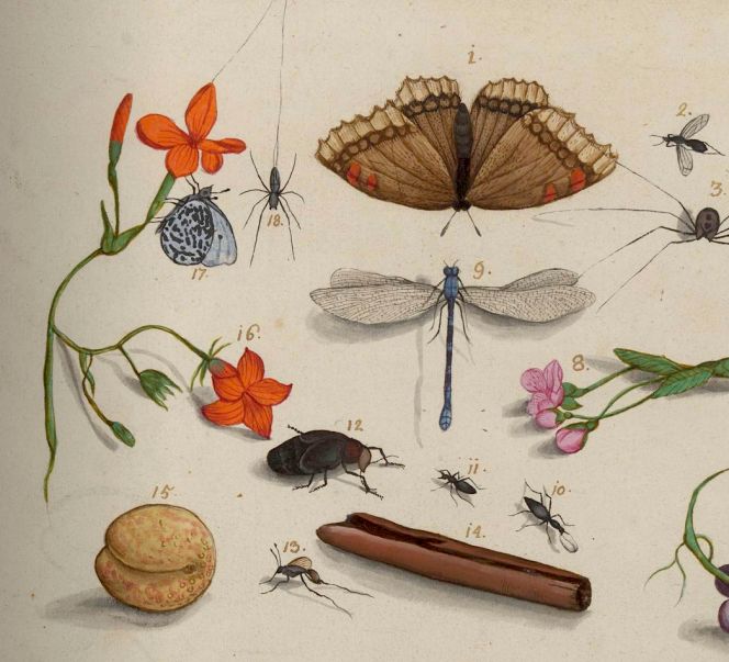 This watercolour drawing date to circa 1596-1610, attributed to the draughtsman Elias Verhulst et al., clearly demonstrates the Dutch early interest and knowledge of natural history specimens from other continents – insects equally like plants, including cinnamon. To be compared with Carl Peter Thunberg, who made a very detailed information of the cinnamon trade during his voyage with the Dutch East India Company, during their stay at Ceylon about 175 years later in 1777. According to his journal, a local physician with great knowledge of local plants and medicine also assisted him during the stay on the island. Among many matters, he was informed about cinnamon which was traded via a complex network of merchants, ten qualities/sorts of cinnamon were noted, the importance of plantations as well as packing and sending the spice (described more closely below). However, the slavery on the island were only mentioned in brief by Thunberg and not in connection to the cinnamon trade, but instead from the angle of missionary aims or daily conveniences for the Europeans like when slaves carried a palm leave over the heads of people of distinction, for both Indians and Europeans instead of using ‘Parasols and Parapluyes’. (Courtesy: Rijksmuseum Amsterdam, The Netherlands. Part of the drawing RP-T-BR-2017-1-7-37. Public Domain).