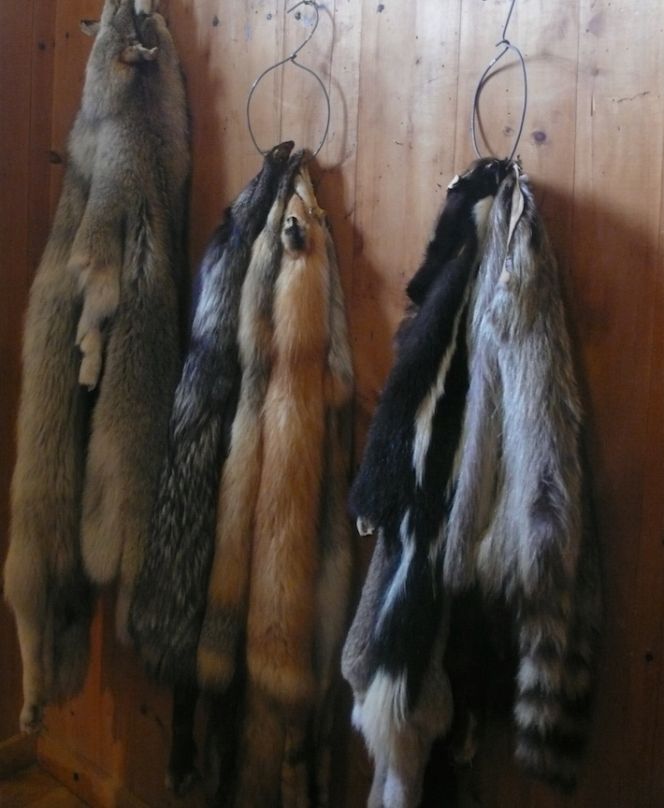 A selection of fur pelts exhibited at The Poste de traite Chauvin historical museum.  Photo: The IK Foundation, London.