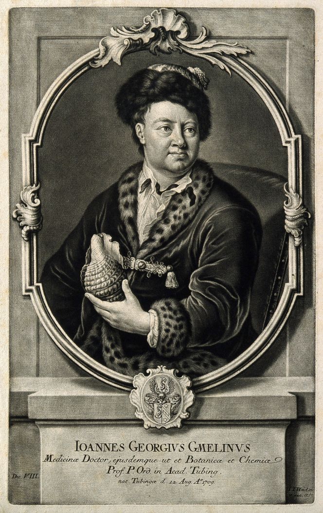 One of Carl Linnaeus’ (1707-1778) many contacts was the German naturalist and geographer Johann Georg Gmelin (1709-1755). In this depiction, his interest and ambition in collecting were demonstrated – with a focus on a large seashell – portrayed after his ten-year period from 1733 to 1743 with the Great Northern Expedition in Russia. As early as 1723, at age 13, when he was enrolled at the university in Tübingen and accompanied by his father, he collected fossils and, in general, expanded his knowledge of other natural history interests. Upon his arrival in St. Petersburg following his student years in 1727, he presented his collection at the Kunstkammer. Furthermore, Gmelin became a student of the same Academy and, a few years later, in 1731, professor of natural history and chemistry. After the return from his long-lasting Russian expedition, he also had frequent correspondence with Carl Linnaeus about botanical matters and publications from 1744 to 1750 – initially during his time in St. Petersburg and from 1747 in Tübingen. There are no indications, however, that his vast collection of natural history specimens was arranged as a museum or cabinet of curiosity at his death in 1755 – which was true for most of the travellers. | Mezzotint from 1760 by Johann Jakob Haid after oil on canvas 1744 by Wolfgang Dietrich Majer. (Courtesy: Wellcome Library no. 3603i).  