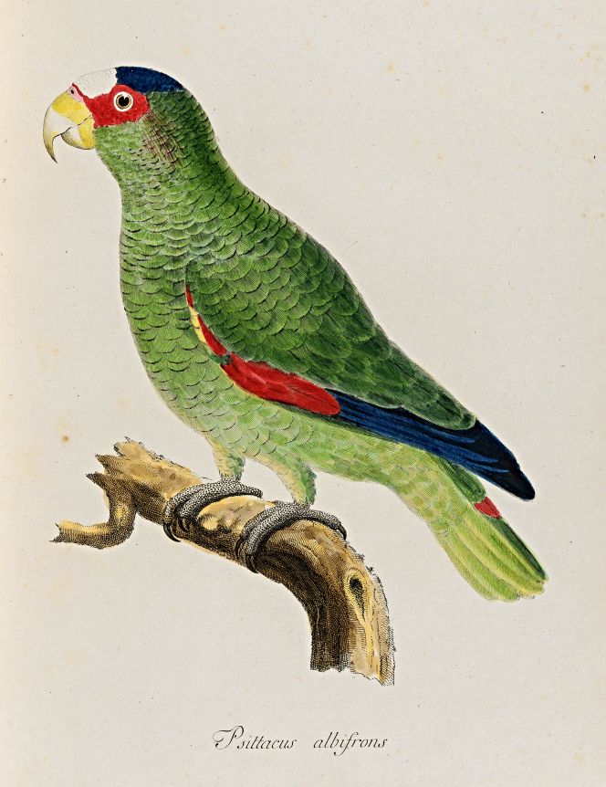 In his travel journal, Anders Sparrman also recorded hundreds of bird observations from his three-and-a-half-year natural history journey in Europe, Southern Africa, Oceania, Antarctica, and South America during the 1770s. Detailed bird studies also became a sustained interest over the years, as is visible in his book ‘Museum Carlsonianum, in quo novas et selectas aves´, printed in 1788 as volume three of four with hand-coloured plates (a fifth book was planned but never printed). (Courtesy: Lund University Library, Sweden. alvin-record:267717).