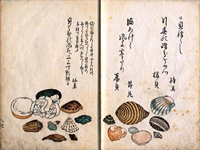 Carl Peter Thunberg returned back home to Uppsala in March 1779, where he continued to work for the rest of his life and brought back extensive collections of everyday objects, textiles, books, etc. In particular, a Japanese collection that this woodcut covers two pages of, illustrating shells and haiku – a Japanese verse form – is one example from the series ‘Treasures of the Sea’. Additionally, the collection also includes five books named ‘Nihon sank meibutsu zue’, numbered 1 to 5, illustrating Japanese local life and craftsmanship in the 18th century. Bound volumes, which, according to the catalogue information by Uppsala University Library, were probably brought to Sweden by Thunberg in 1776. Among the 21 illustrations in the third volume – no: 9 – is a depiction of the gathering of shells in Sumiyoshi, Osaka (no: 91777) by the artist and engraver Mitsunobu Hasegawa (1721-1755) from Osaka. (Courtesy: Uppsala University Library. | Ryusui Katsuma (1711-1796), Umi no sachi, part 2, u.o. [1762], Alvin-record: 97283. Public Domain).