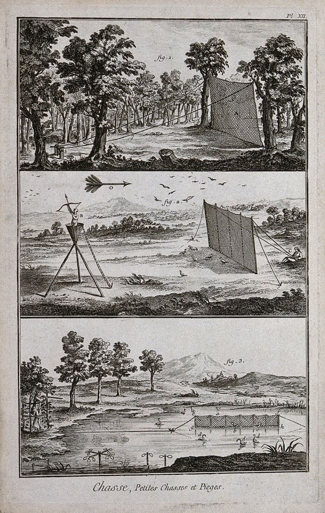 The capture of birds with nets was also described by several of the Linnaeus Apostles in their journals. For instance, Pehr Kalm wrote that swallows were caught with nets over lakes in the Nordic countries, and Fredrik Hasselquist noted in his journal that the Damiatick Duck ‘they are caught with nets alive’ on land along the sea coast of Egypt, both in the early 1750s, techniques which this contemporary illustration visualises. | Hunting: nets and hides for catching ground birds. (Courtesy: Wellcome Collection, 493419i. Engraving, c.1762, by B.-L. Prevost, Paris).