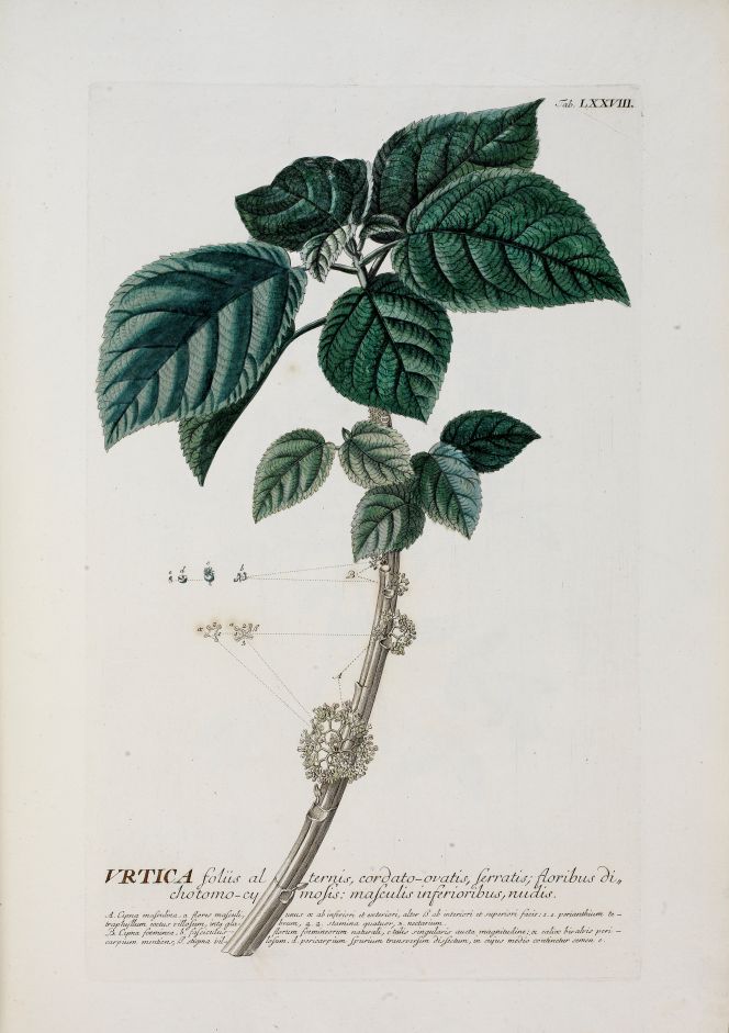 An alternative spinning material, among others, mentioned by Lorens Wolter Rothof, was the nettle, whilst he noted the following in his dictionary: ‘Nettles are told in the Journal Oeconomica for July month in 1751 to be useful to make paper of, which must refer to the burning nettles, which also can be spun and woven’. | Urtica [plate LXXVIII i Trew, Christoph Jakob, Plantae Selectae, 1750-1773 (Courtesy: Uppsala University Library, Sweden. Alvin-record 96222).