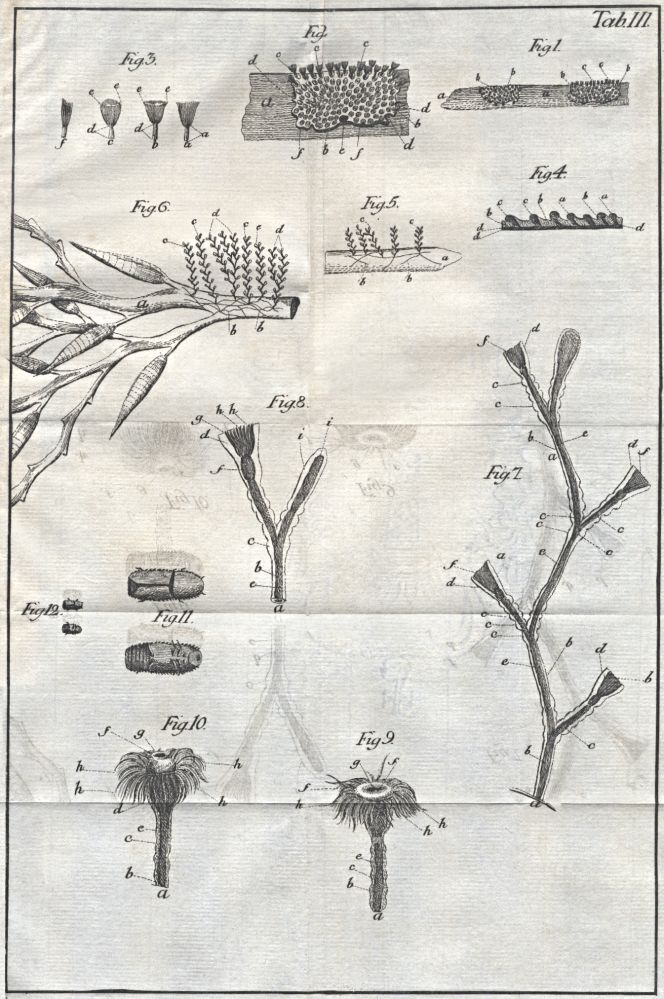 The apostles’ use of microscopes can be exemplified by this informative “Beskrifning på tvänne fina Coraller” (Representation of two fine Corals) by Pehr Löfling, Kungl. Vetenskapsakademiens Handlingar (Proceedings of the Royal Swedish Academy of Sciences), 1752, separate plate III, fig. 7. He also noted that: ‘Coral plant (Fig. 5) seen through a microscope which makes the object very large.’ (Collection: Centrum för Vetenskapshistoria/Centre for History of Science, Stockholm, Sweden). Photo: Tony Sandin/The IK Foundation, London.