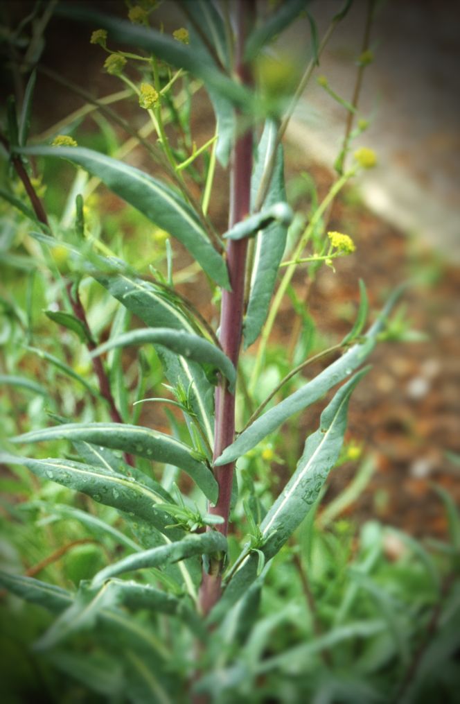 A closeup photograph of the woad leaves (Isatis tinctoria), which were ground in the woad mill, indispensable for shades of blue for dye-works as well as domestic dyers, especially if, like Linnaeus and other self-sufficiency proponents of the Age of  Liberty, one wished to minimise the import of indigo. (Photo: The IK Foundation, London – in Fredriksdal Botanical Garden in May, Helsingborg, Sweden.