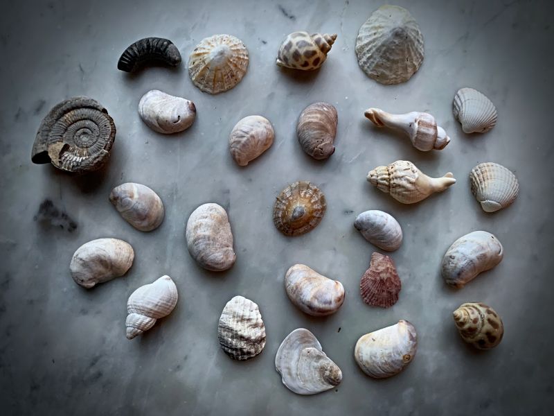 On a final note, part of my own insignificant, but precious shell and fossil collection has been treasured for many years – collected in several countries by my family members. The fact that shells can be kept in pristine condition for the rest of your life or over several generations makes them so desirable, beautiful, and easy to maintain. So far, shells have not been included in my own tapestry weaving or as inspirational designs for other handicraft projects, though maybe in the future. (Private Collection: Photo: Viveka Hansen).