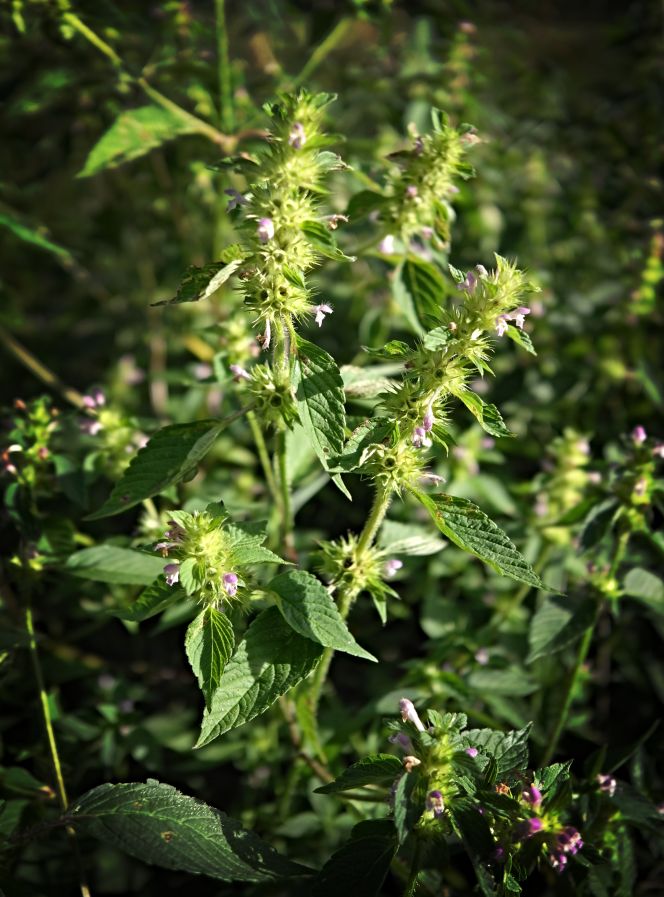 A final example of fibres used for spinning in 18th-century Sweden was Geleopsis tetrahit, hemp nettle, along with several other species in the same genus. However, even more so than the nettle, extracting and spinning the fibres of the hemp nettle’s stem was not without difficulty, yielding favourable results. Here, it is visualised in late July in Southern Sweden in flower. The plant was also mentioned by a few of Carl Linnaeus’ travelling apostles, but not in connection with textile uses. (Geleopsis tetrahit, in July 2026. Photo: Viveka Hansen, The IK Foundation). 