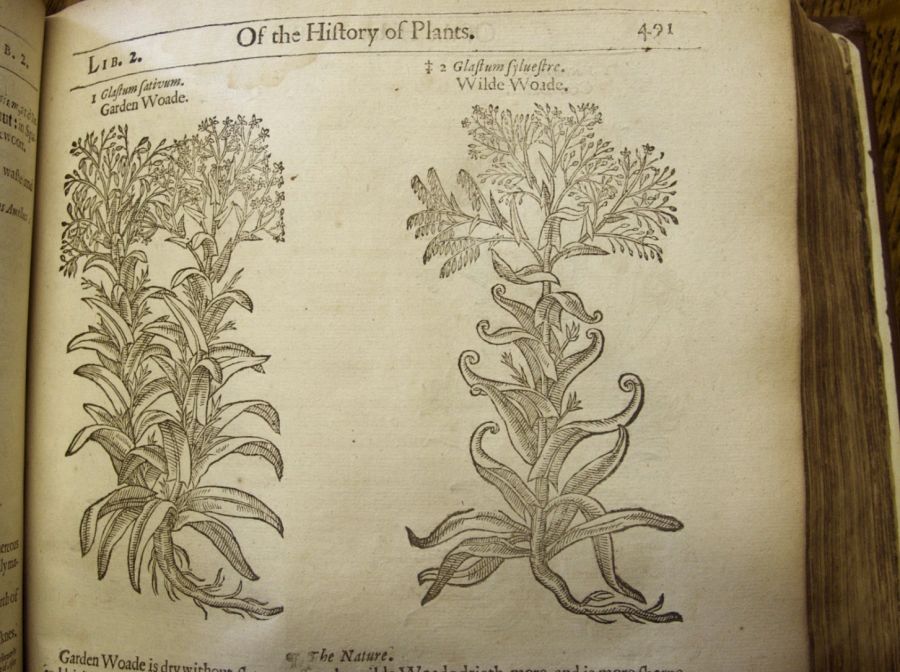 The dyeing properties for ‘Garden woade’ and ‘Wild woade‘ are described as: ‘It serueth well to dye  and colour cloath, profitable to some few; and hurtfull to many.’ (pp. 490-91).