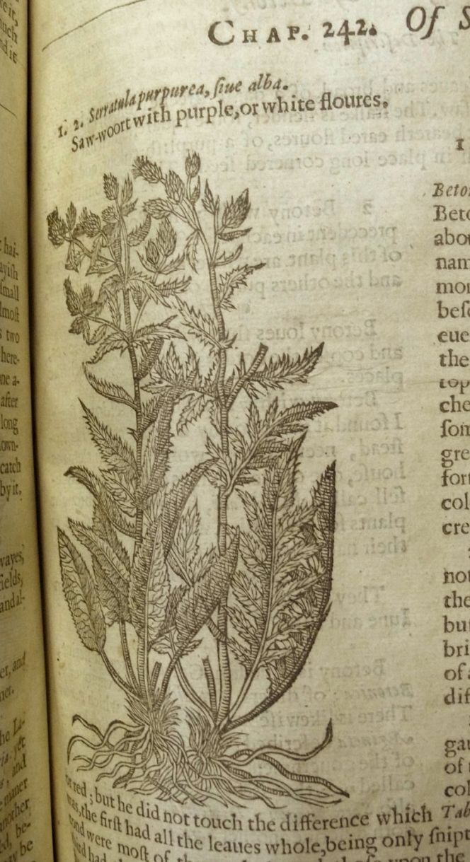 Saw-wort was common for dyeing yellow during many centuries and the text  is hinting on its dyeing possibilities with the Latin name of the species “tinctoria”. Including: ‘The later age doe call them Serratula, and Serratula tinctoria…’ (p. 713).