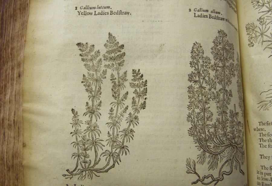 The accompanying text to ‘Yellow Ladies Bedstraw” and “Ladies Bedstraw with white flowers’ do  however not mention those plants dyeing qualities for respectively yellow and red colours (pp. 1126-28)