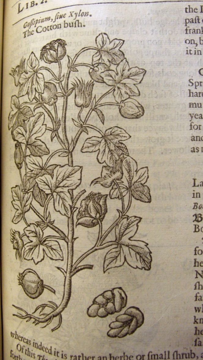 To conclude, a few notes on the subject of spinning materials. Here depicted with ‘The Cotton bush’  which among other matters is noted for its long history and the benefit for clothing as follows.  ‘The upper part of Egypt toward Arabia bringeth forth a shrub which is called Gossipion, or Xylon,  and therefore the linnen that is made of it is called Xylina. It is (faith he) the plant that beareth that wooll  wherewith the garments are made which the Priests of Egypt do weare…’ (pp. 900-1)