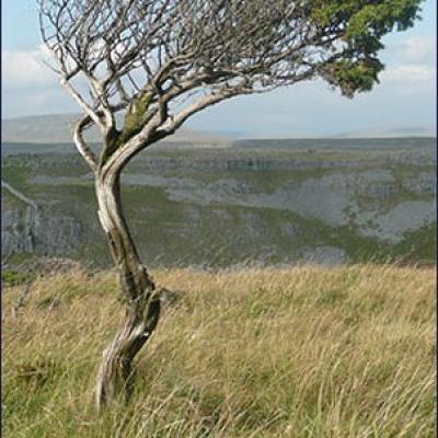 Windswept tree - Crummack Dale, United Kingdom