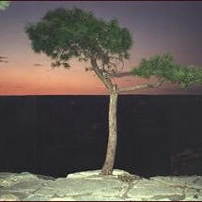 Windswept tree - Grand Canyon, USA