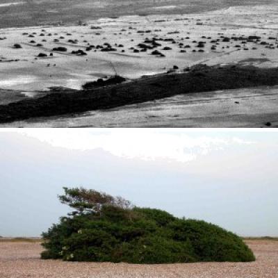 Windswept tree - Dungeness Peninsula, United Kingdom
