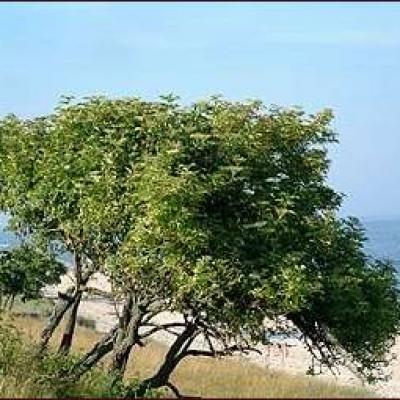 Windswept tree - East Skåne, Sweden