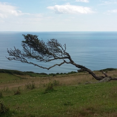 Windswept tree - Golden Cap, Dorset, United Kingdom