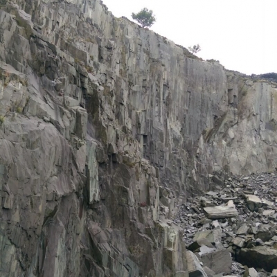 Windswept tree - Dinorwig disused slate quarry, Llanberis, N Wales, Wales