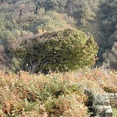 Windswept tree - Robin Hoods Bay, United Kingdom